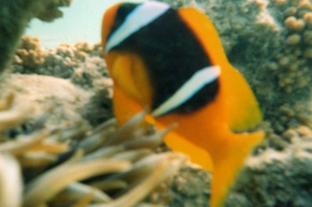 ID Amphiprioninae (Mar Rosso)